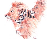 Tigress among Lions